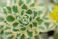 Takeshima stonecrop Sedum takesimense Atlantis, variegated leaves